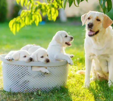 Puppies in a Basket with Dog Outside